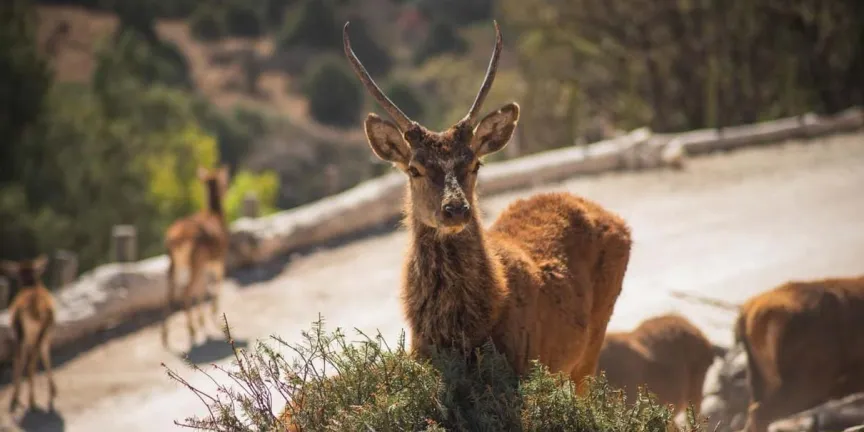 Gobierno de Pepe Chedraui y Africam Safari logran meta ambiental con Verde Navidad