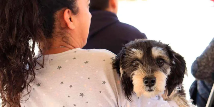 Impulsa Pepe Chedraui jornadas gratuitas de protección animal en distintas zonas de la capital