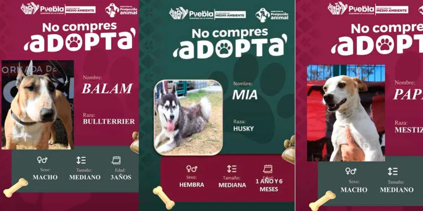 Impulsa Pepe Chedraui la adopción responsable de perritos