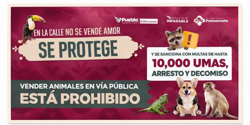 Puebla sanciona la venta de animales en vía pública para garantizar su bienestar