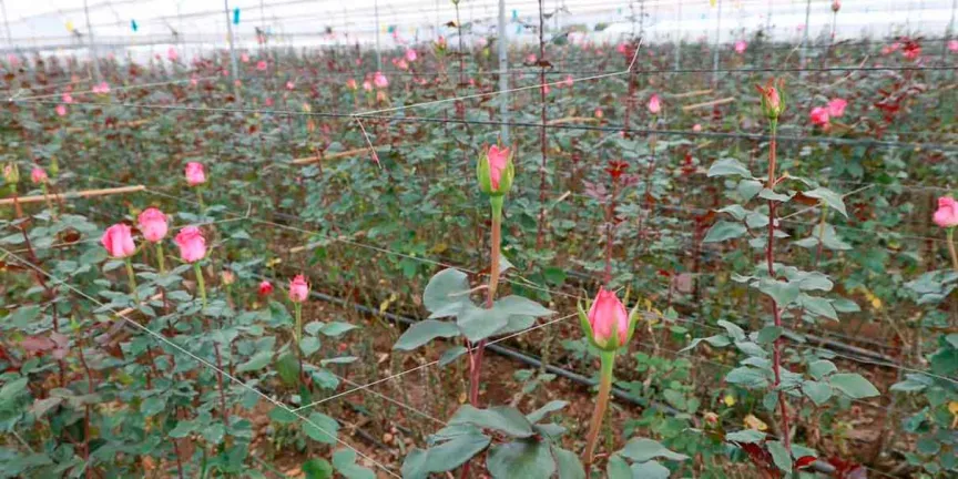 En Tetla, salvan producción de rosas de las heladas con fogatas 