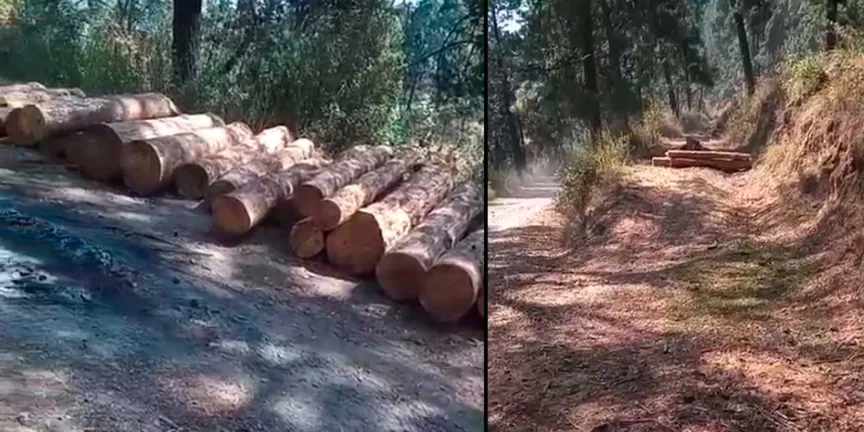 Frustran robo de madera en zona arbolada de Tlahuapan 