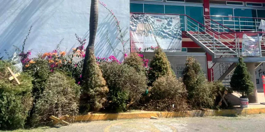 Última semana del programa ‘Verde Navidad’ en Cuautlancingo
