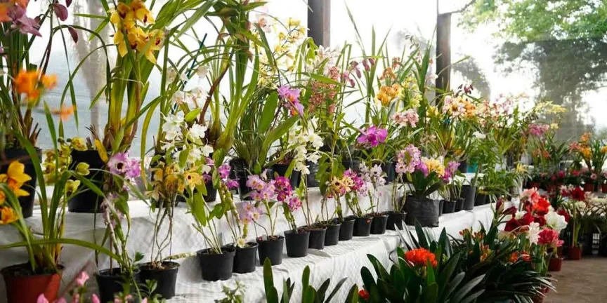  Gran Exposición Orquídea 2026 en Tenango de las Flores, Huauchinango