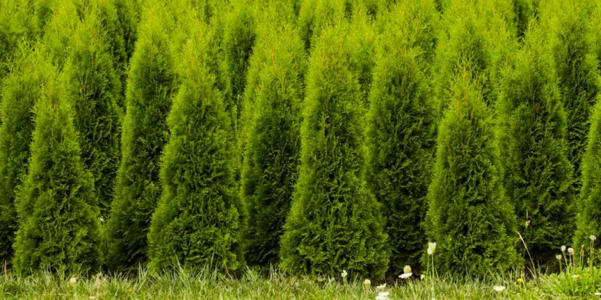 Cuánto cuesta visitar el Bosque de los Árboles de Navidad en Estado de México