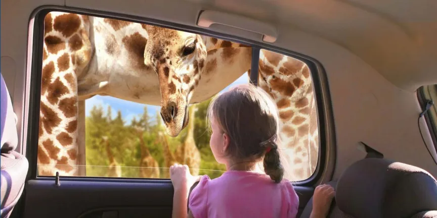 Descubre Africam Safari en Puebla: un viaje único entre animales y naturaleza