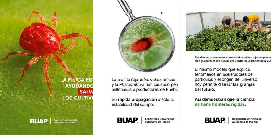 Investigación de la BUAP une física del universo y agricultura para frenar plagas sin químicos