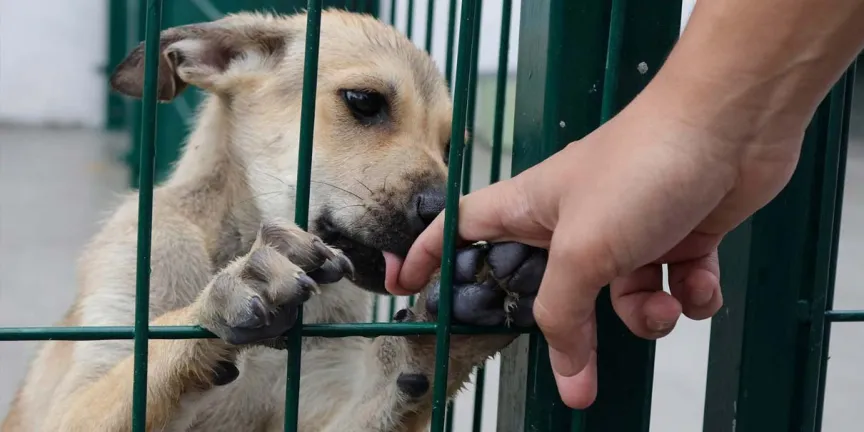 Puebla tendrá megacentro de bienestar animal operado por el DIF