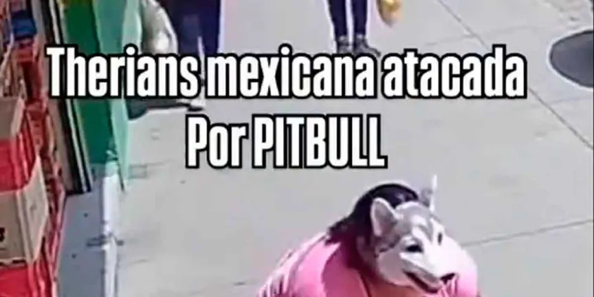 Video viral: joven therian y pitbull protagonizan inesperado momento en plena vía pública