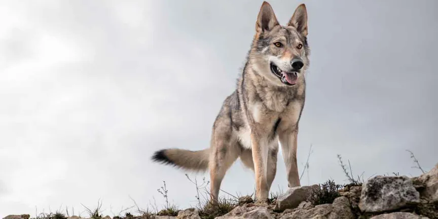 Reintroducen nueva manada de lobo mexicano en Durango para fortalecer su conservación
