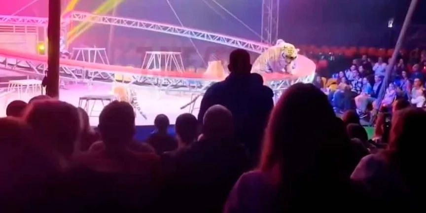 Tigre escapa en circo de Rusia: pánico en gradas y reabre debate sobre uso de animales
