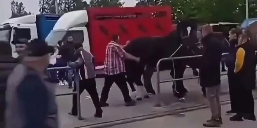 Caballo no perdona provocación