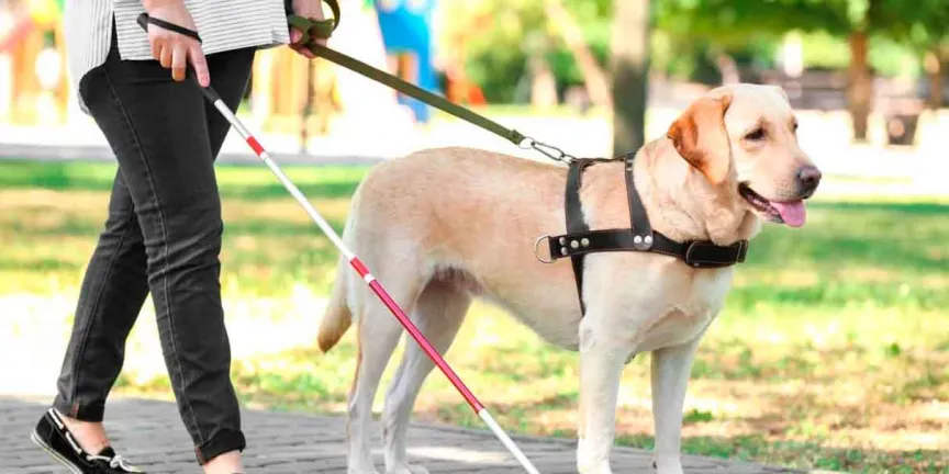 Congreso CDMX aprueba reformas para permitir ingreso de mascotas a establecimientos mercantiles
