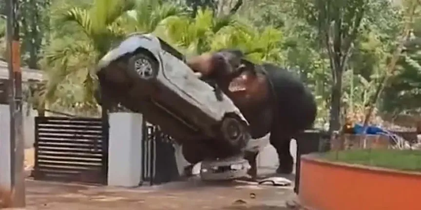 Elefante fuera de control mata a un hombre