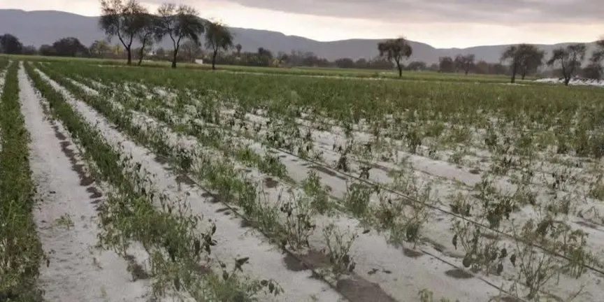 Granizadas en Tehuacán dejan pérdidas en campos agrícolas de Cuayucatepec