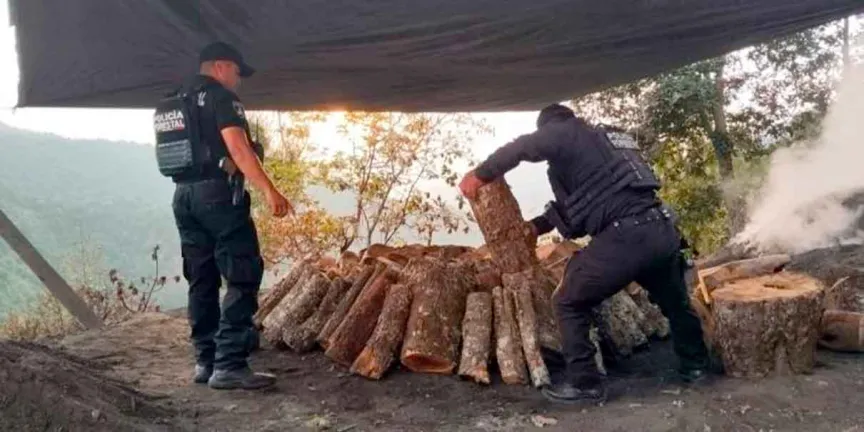 Zautla: destruyen hornos ilegales usados para producir carbón vegetal