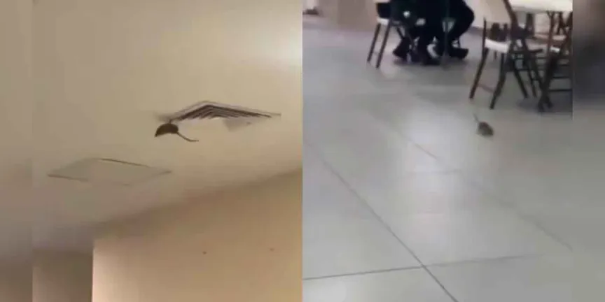 Video viral en hospital del IMSS Sonora muestra a enorme rata dentro de área común