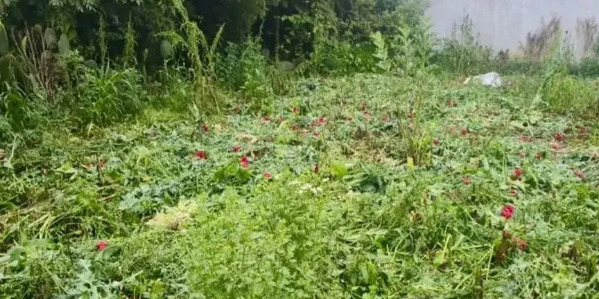 Segundo hallazgo de amapola y marihuana en Atempan, confirma SSP