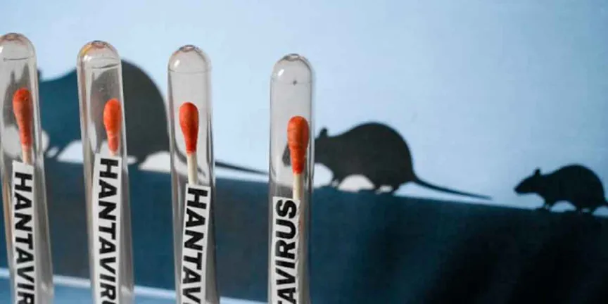 Hantavirus: síntomas, contagio y quiénes tienen más riesgo