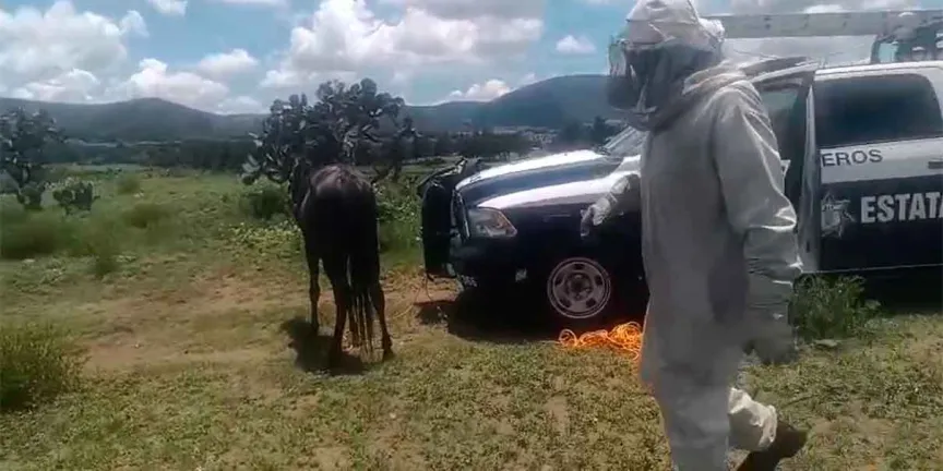 Enjambre de abejas ataca a pareja en Serdán y moviliza a cuerpos de emergencia