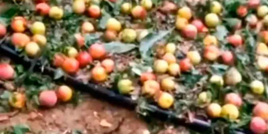 Granizadas afectan cosechas en Coyomeapan y generan preocupación entre productores