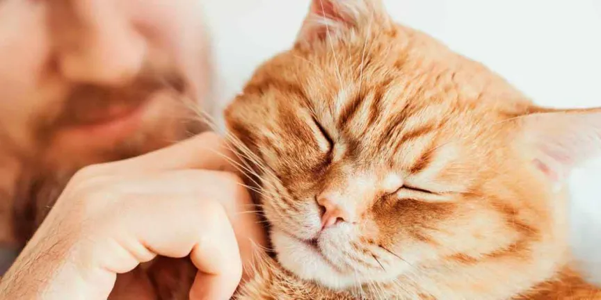¿Es peligroso tener un gato si tu hijo tiene asma? La ciencia ofrece una nueva respuesta