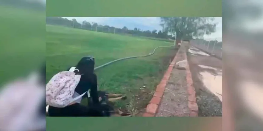 Hombre mata a tiros a dos perros en San Luis Potosí; Fiscalía abre investigación por maltrato animal