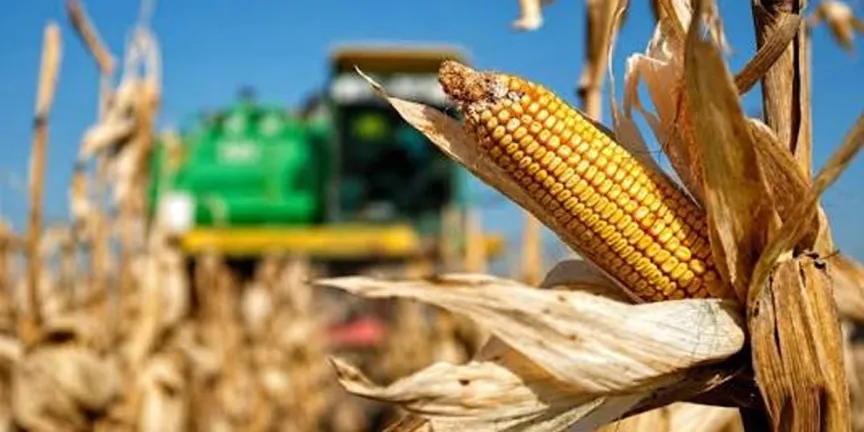 México romperá récord en importaciones de maíz; USDA alerta por caída de la producción nacional