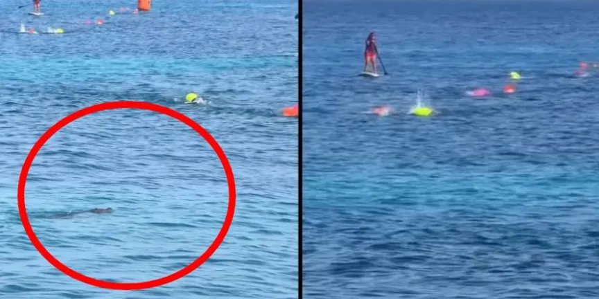 De terror, cocodrilo es avistado durante competencia de natación infantil