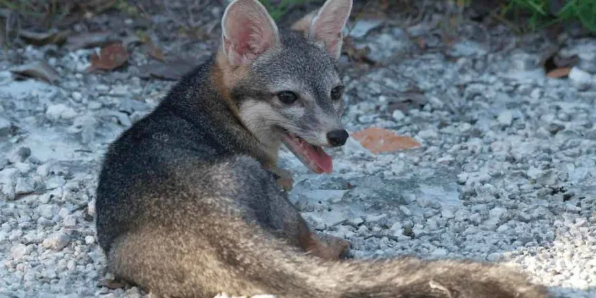 Reaparece el zorro enano de Cozumel tras 20 años; científicos alertan riesgo de extinción de uno de los cánidos más raros del mundo