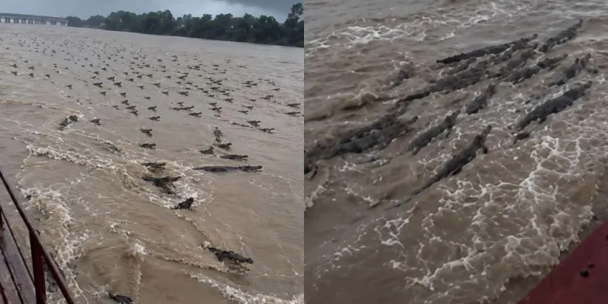 Tras desbordamiento de ríos, cientos de cocodrilos navegan por calles y campos inundados en la India