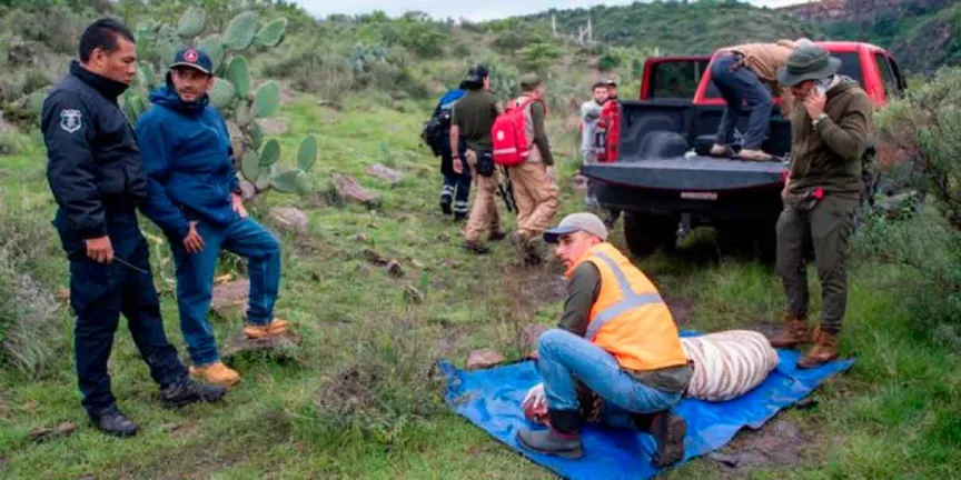 Kenzo murió tras su rescate en Edomex; alcaldesa sostiene que el tigre fue entregado con vida