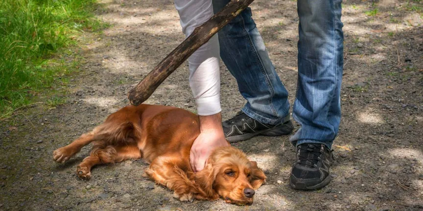 Puebla, Amozoc, San Pedro y San Andrés Cholula donde más sufren los animales
