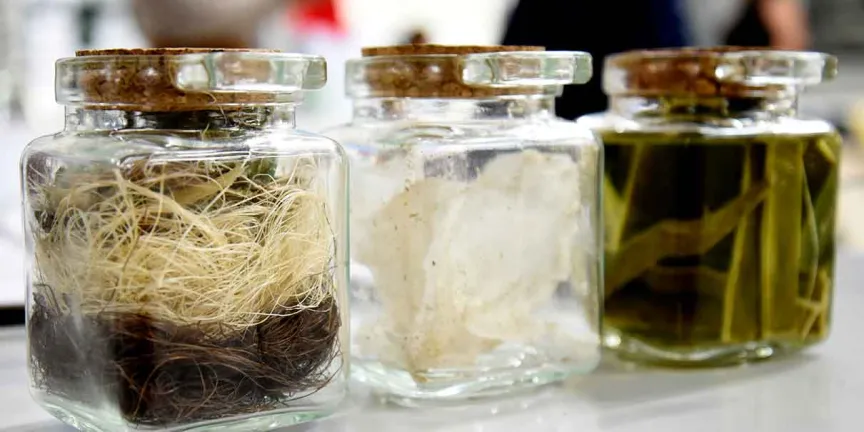 BUAP impulsa proyecto para transformar residuos del agave en textiles sustentables