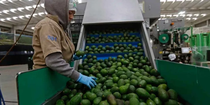 Aguacate de Michoacán vuelve a EU tras tres días de suspensión