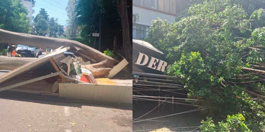 Cae árbol de 25 metros en Polanco; daña restaurantes y un auto