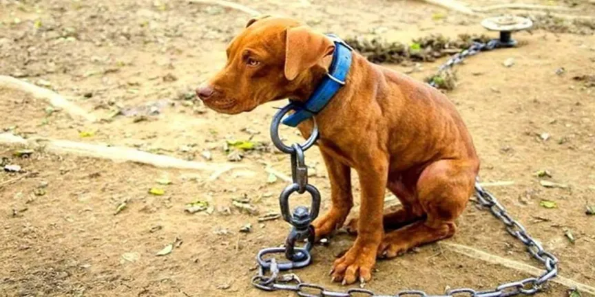 En Puebla se tipificó el maltrato animal en 2013, la ley del Bienestar llegó tarde
