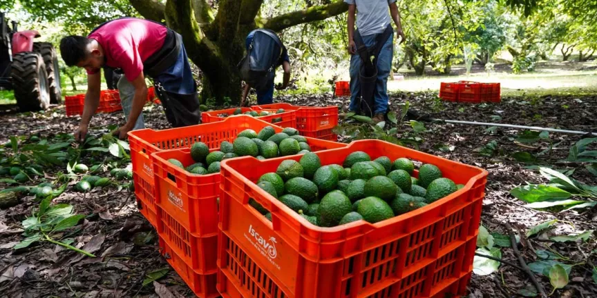Estados Unidos levanta parcialmente el freno al aguacate de Michoacán