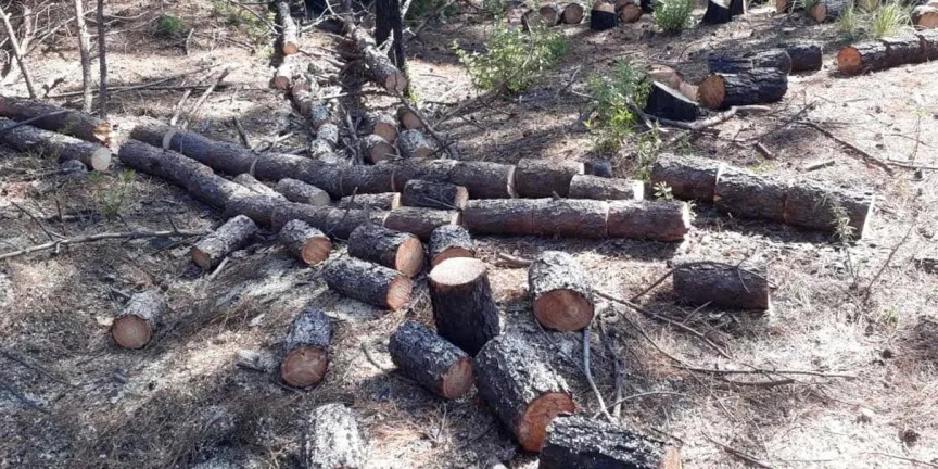 Chiautzingo redobló vigilancia contra la tala para detener a criminales