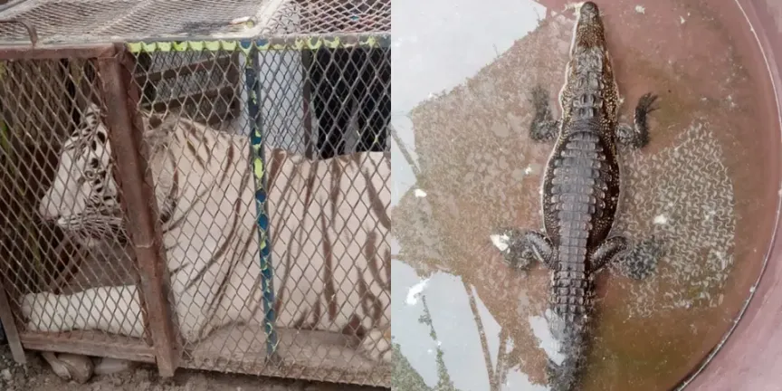Operativo federal en Chihuahua: Profepa rescata a felino de 250 kilos y réptil en predio urbano