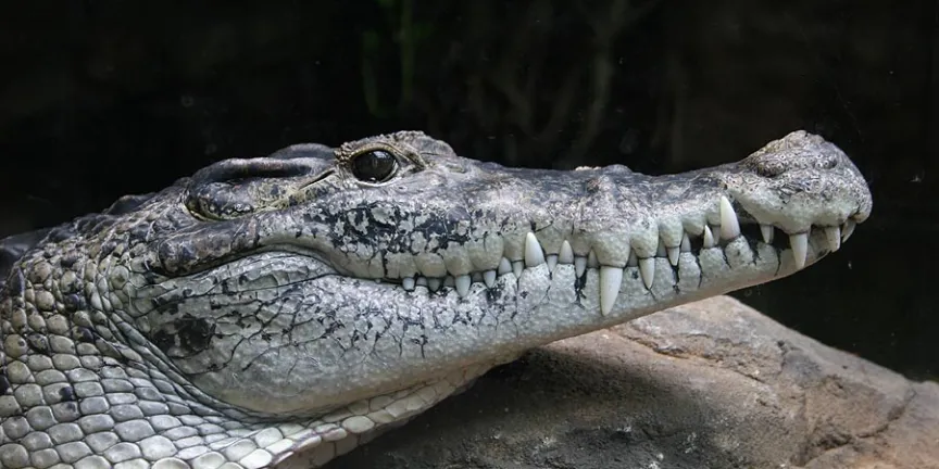 Cuidador muere tras ser atacado por un cocodrilo durante exhibición de Papúa Nueva Guinea