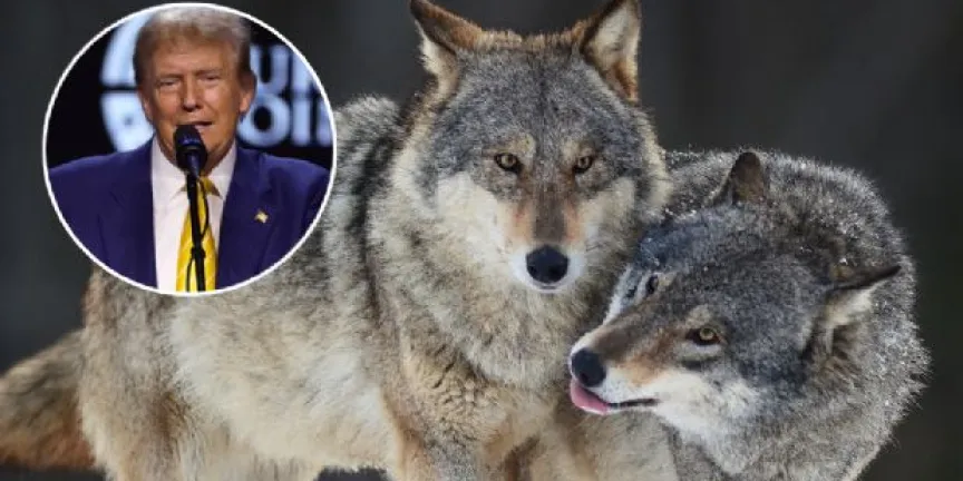 EU busca retirar la protección ambiental al lobo gris y al lobo mexicano