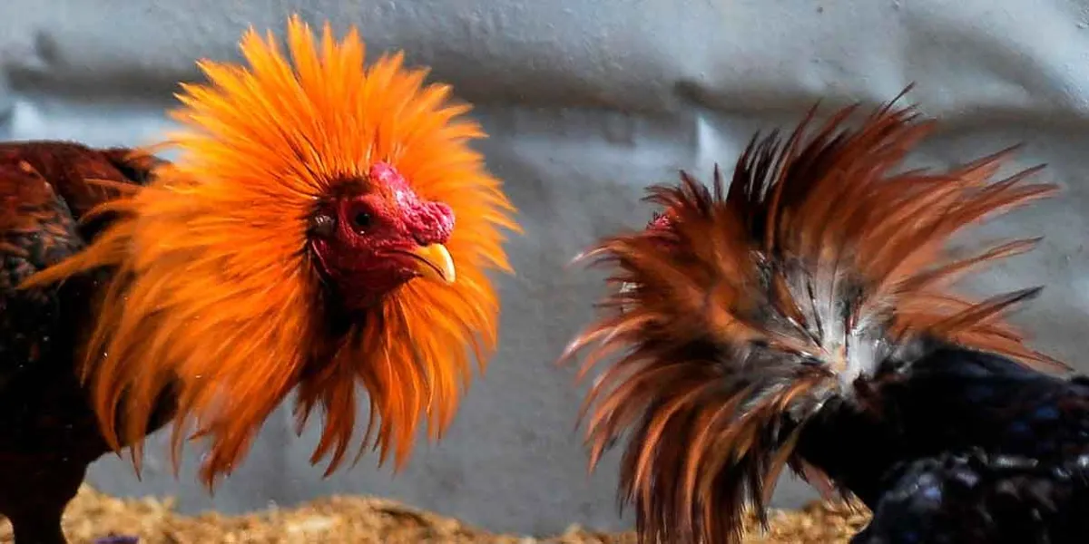 Será “acalorado” el debate legislativo por fiesta taurina y peleas de gallos